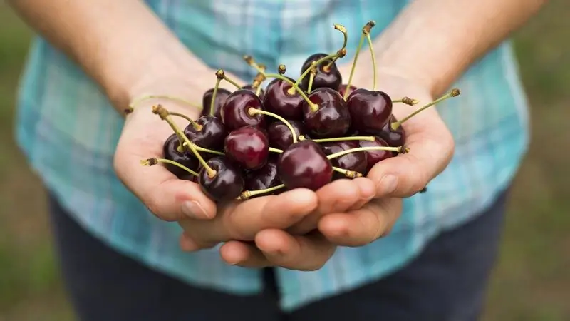 Что такого хорошего в терпком вишневом соке?