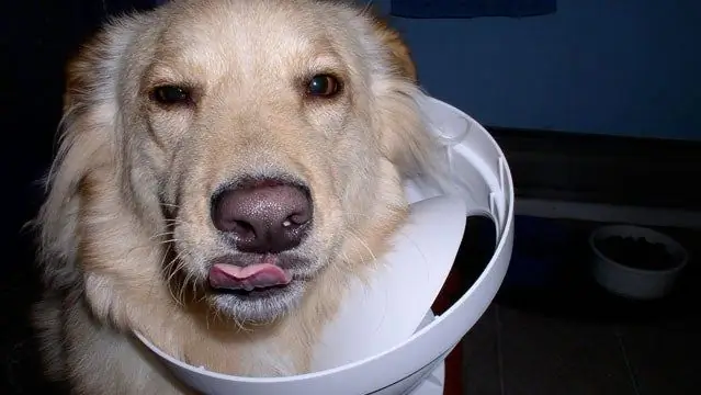 Как мне заставить собаку перестать опрокидывать мусор?