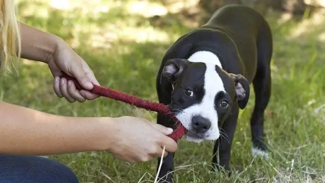 Как я могу заставить собаку перестать кусать меня?