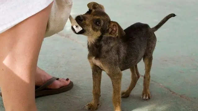Как усыновить собаку из Пуэрто-Рико?