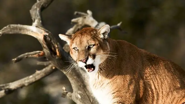 Как избежать атак пумы?