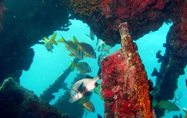 Где лучше всего заняться дайвингом на затонувших кораблях?