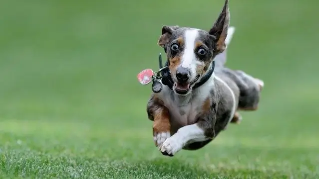 Могут ли собаки получить «кайф бегуна»?