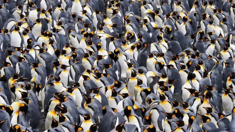 Антарктида - единственное место, где можно увидеть пингвинов в дикой природе?