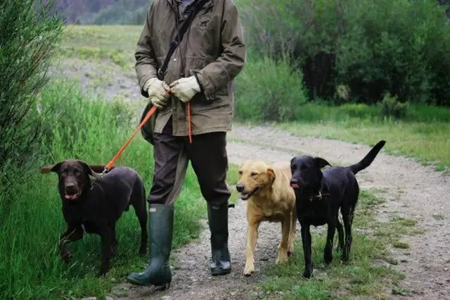 Приучение собаки к каблуку