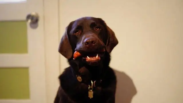 Уловка, чтобы научить собак самоконтролю