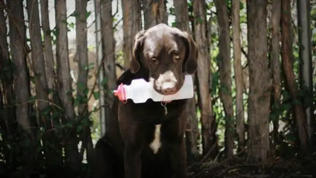 Как наказать свою собаку