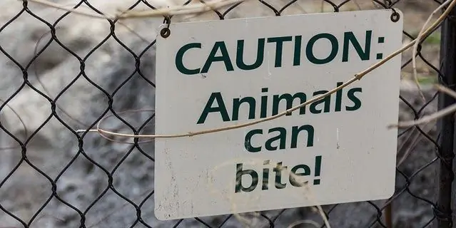 Как пережить укус животного