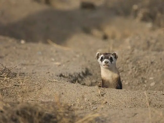 Рассмотрите дикое животное в штаны