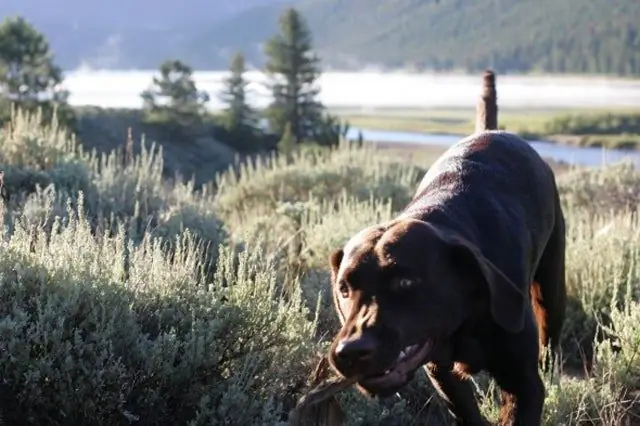 Дрессировщик: что делать, если собака не упадет