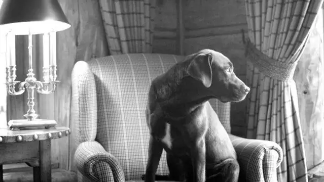 Проблемы, связанные с приведением милой собачки в отель, где разрешено размещение с домашними животными