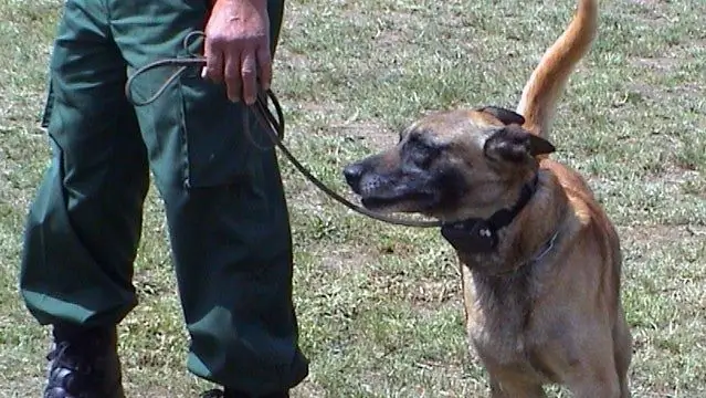 Отзыв собаки, часть III: Палец на кнопке