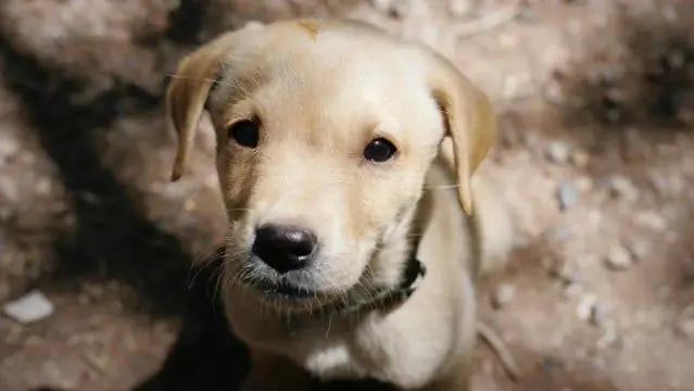 Сосредоточение внимания на собаке, часть 2