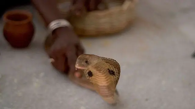 Веном: не просто яд