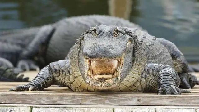 Самые смертоносные животные в США