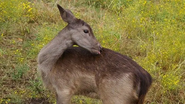 Как почистить оленя
