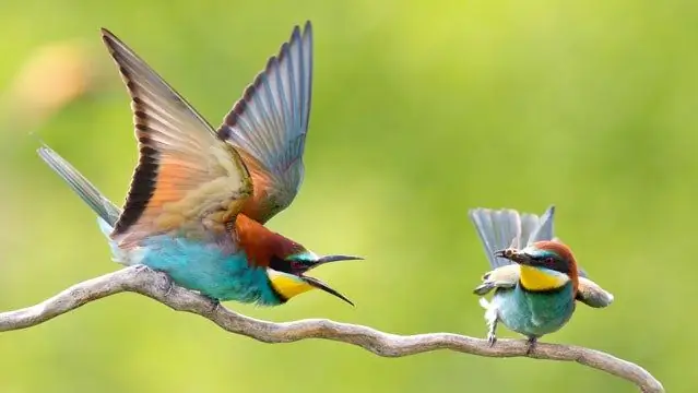 Новое и улучшенное приложение Audubon Bird