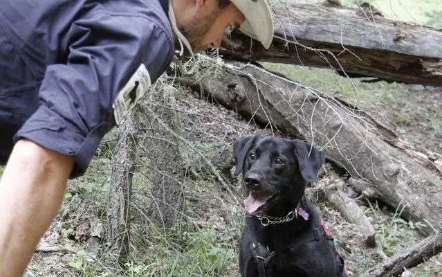 Собака выслеживает исчезающих саламандр для науки - и бросает мяч