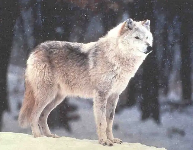 Wolf Tourism: сейчас так жарко