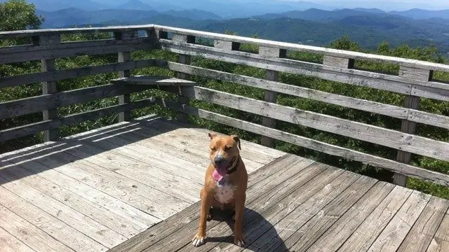 Ода моей плохой собаке