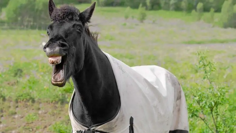 Расскажи лучшие анекдоты