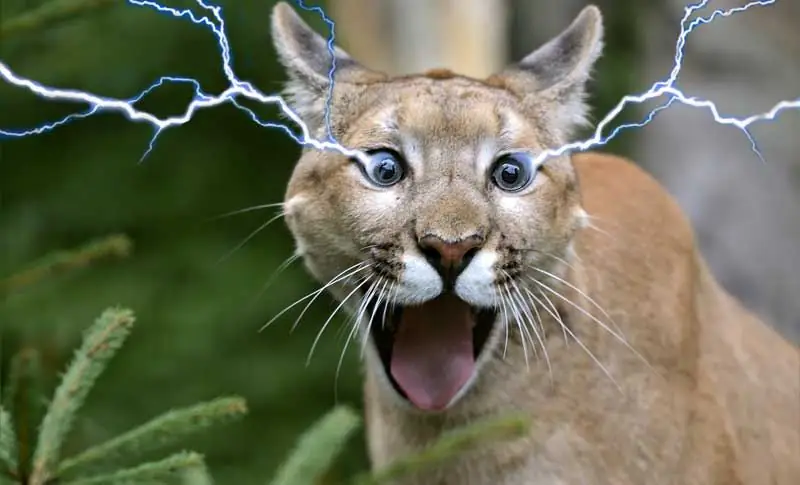 Подействует ли электрошокер на пуму?