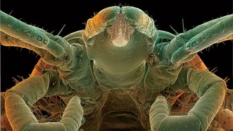 Болезнь Лайма - это ЗППП?