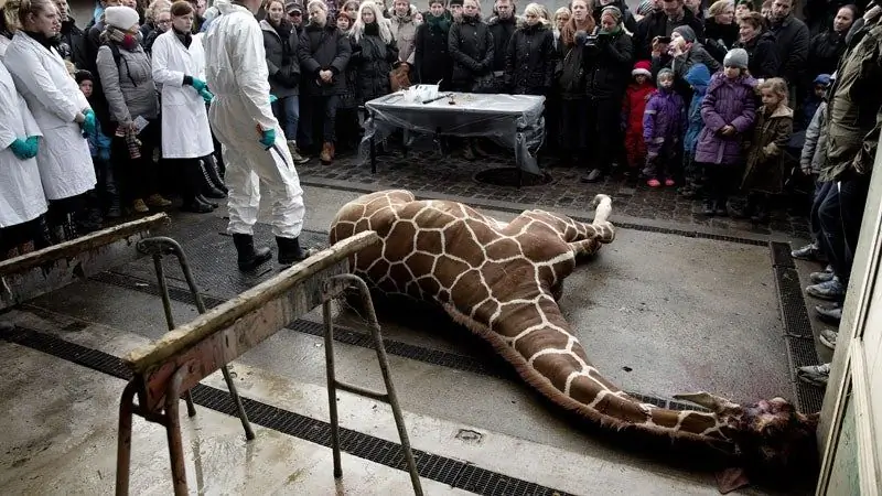 Безопасное место для разоблачителей преступлений против дикой природы