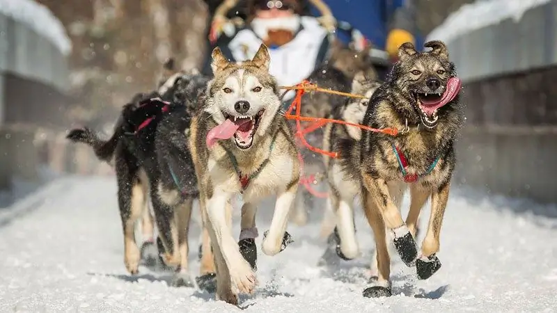 Учебник по видео Iditarod