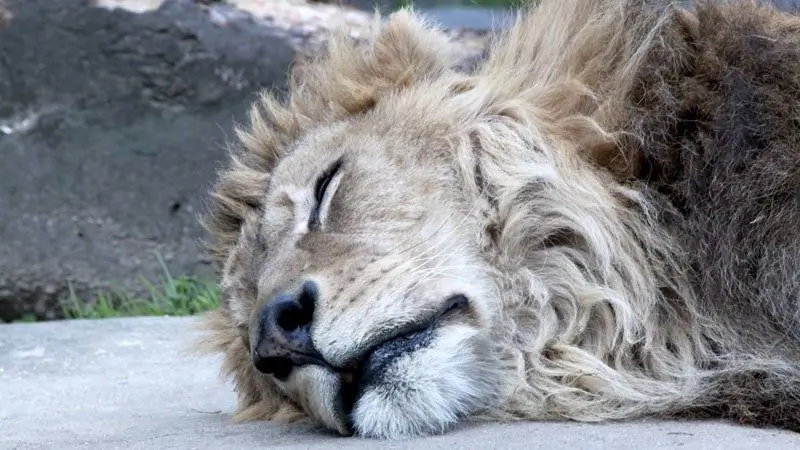 Ваша революционная программа сна - обман