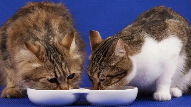 Как диета делает вас ленивым