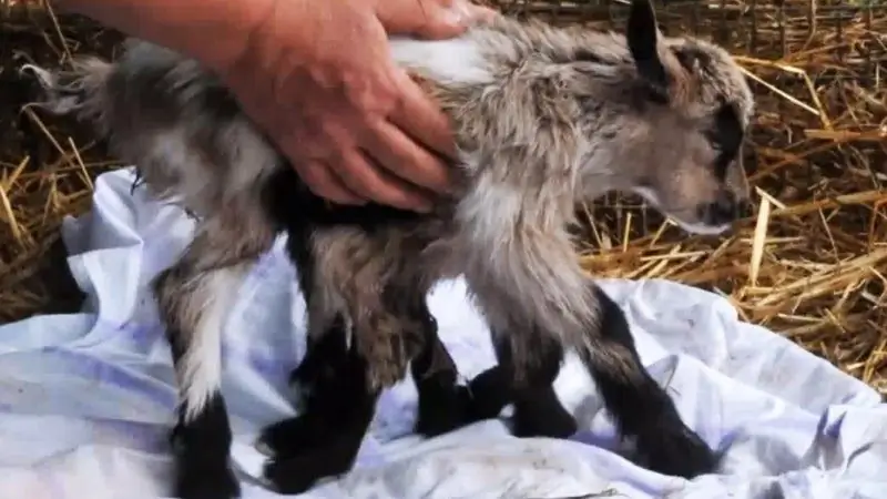 Что случилось с Octogoat?