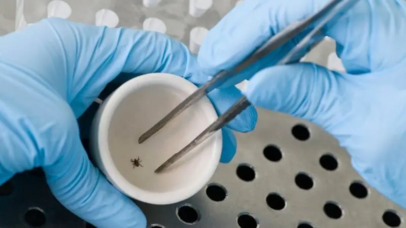 Расшифровка болезни Лайма