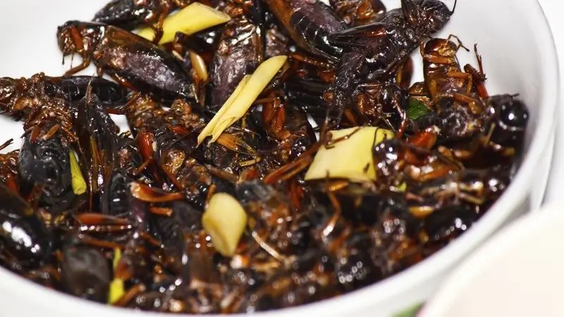 Заведите крикетную ферму в своем шкафу