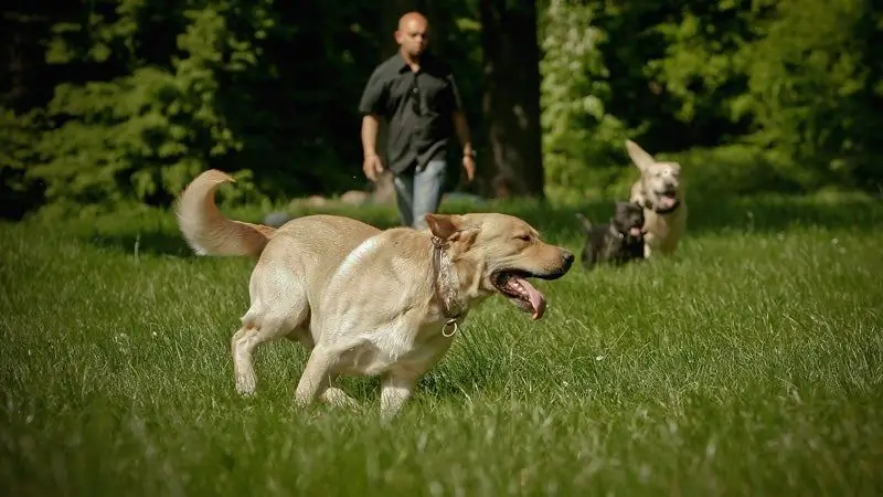 Рост болезни Лайма