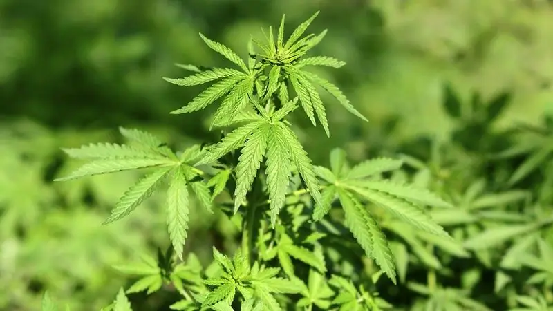 Случайные активисты