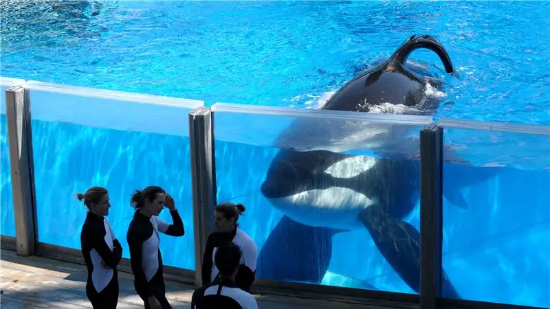 Тиликум, самый известный касатка SeaWorld, умер