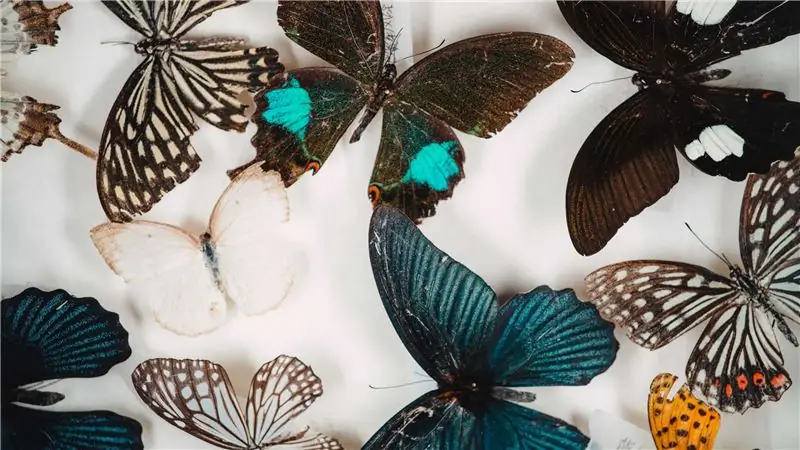 У насекомых наступает литературный момент