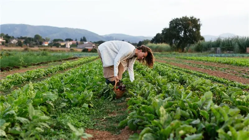 Почему вам нужно знать о регенеративном сельском хозяйстве