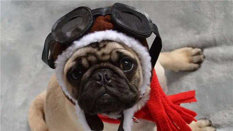 Конец эмоциональной поддержки Животные в самолетах?