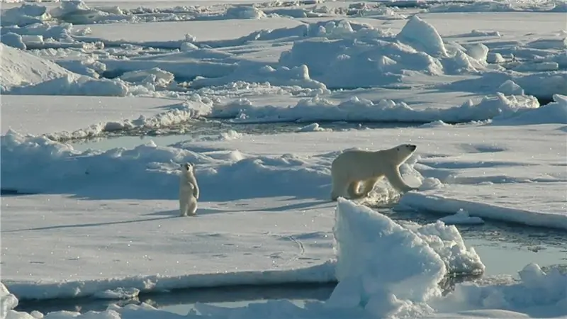Деб Хааланд только что приостановила аренду нефти ANWR