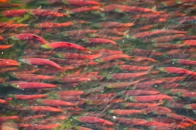 Просмотр "Красного золота"