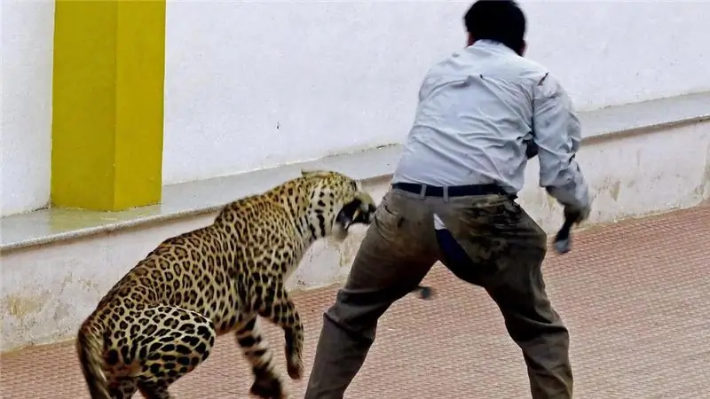 Леопард бежит без дела в школе Бангалора