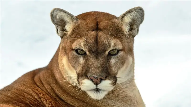 Увеличиваются ли атаки горных львов?