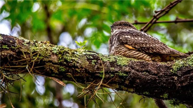 Ода исчезающему хлысту-бедняжке