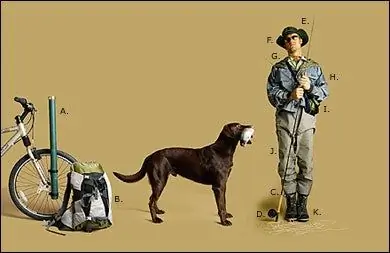 Толпа плавников