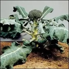 Ешьте брокколи. Ожидается, что к 2007 году спрос на органические продукты превысит 30 миллиардов долларов