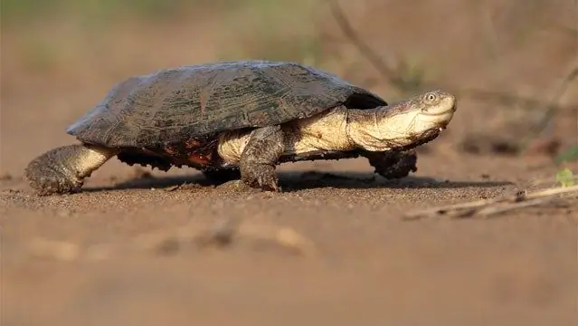 Как я могу улучшить свою скорость бега?