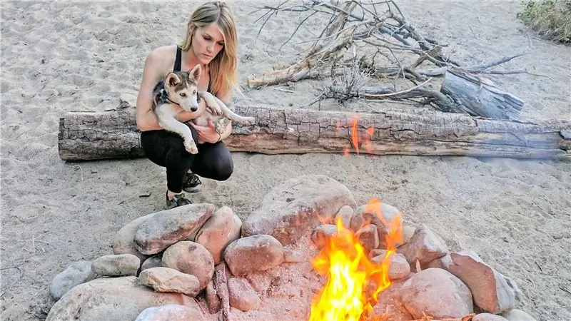 Как социализировать щенка во время пандемии