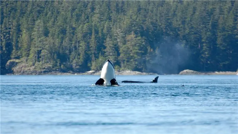 Путешествуйте по миру с этими камерами для прямых трансляций
